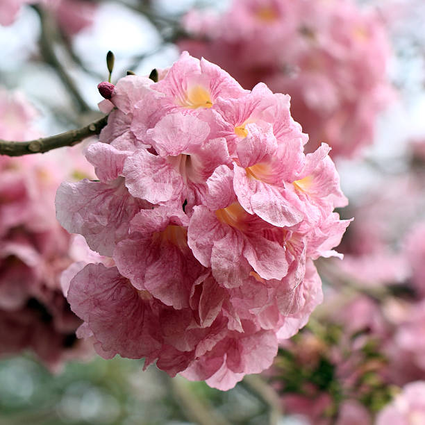 istock beautiful pink trumpet tree in park 477239697