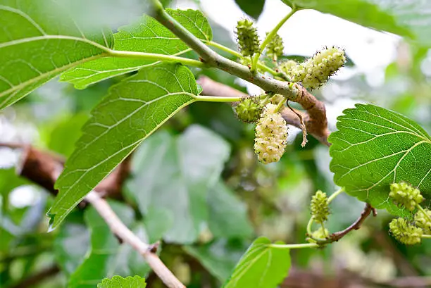 Photo of white mulberry