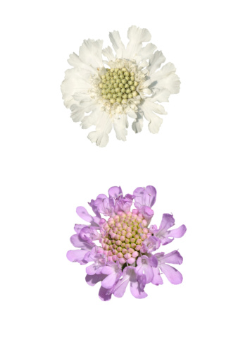 Two Alpine Scabious isolated on white background