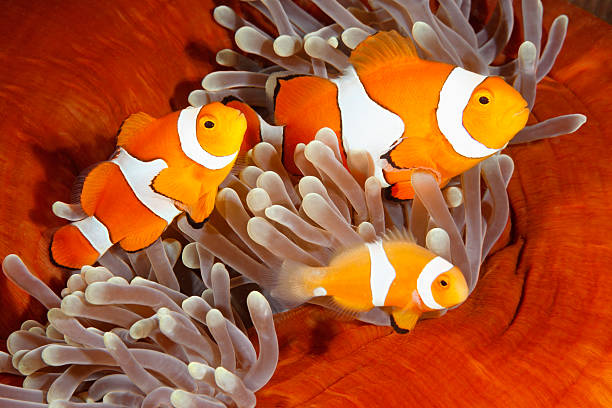 istock Clownfish Family 477241589