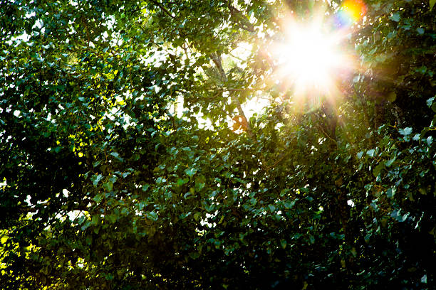 Bright summer sun coming through the branches of a ornamental pear tree.  Lens flare makes a \
