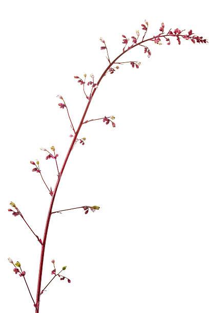 istock Obsidian Coral Bells (Heuchera) flower 477244567