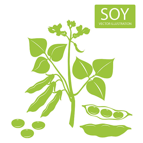 Soybeans silhouette. Vector illustrations set on a white background. Soybeans silhouette.Vector illustrations set on a white background. vector food branch twig stock illustrations