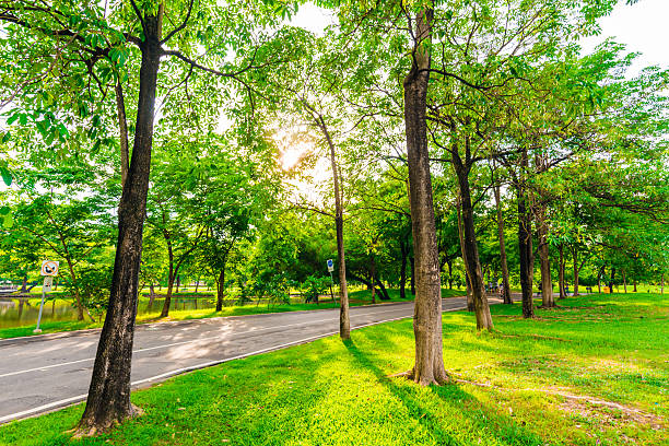 istock Green lawn in city park and pathway 477245198