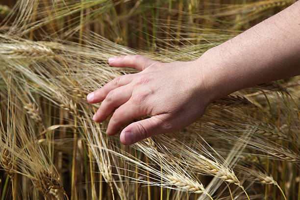 istock Hand on the ears wheat in a field. 477245248