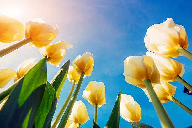 istock View of yellow tulip rows in summer time 477245788
