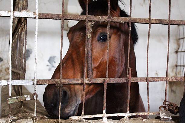 istock Horse behind a fence 477245959