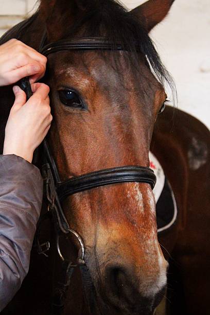 istock Saddling the chestnut horse 477245987
