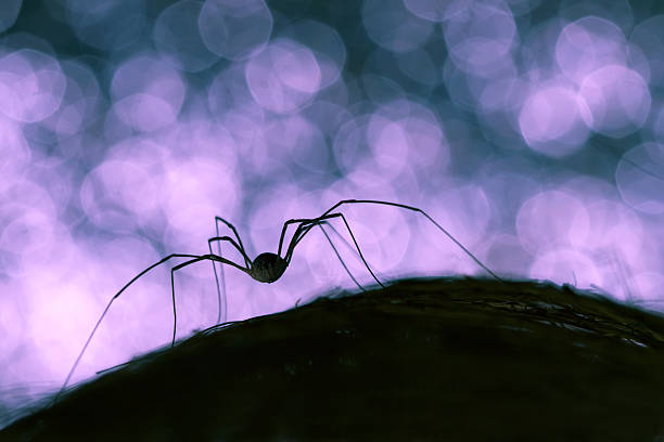 istock silhouette of a spider on black and blue background bokeh 477246328