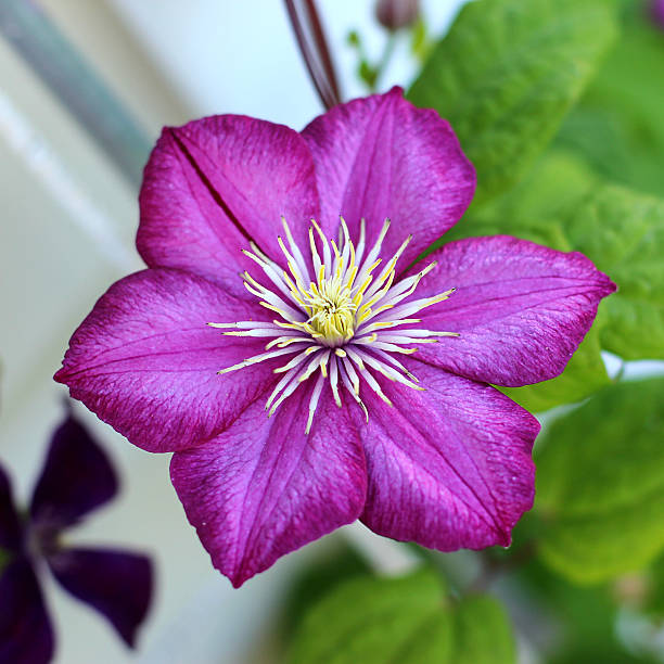 clematis stock photo