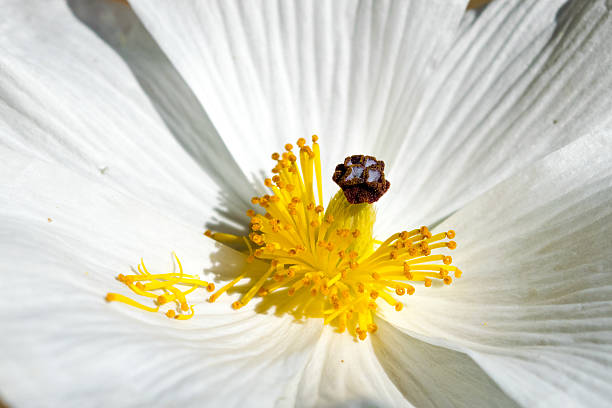 istock Close Up of a white Poppy blossom. 477248434
