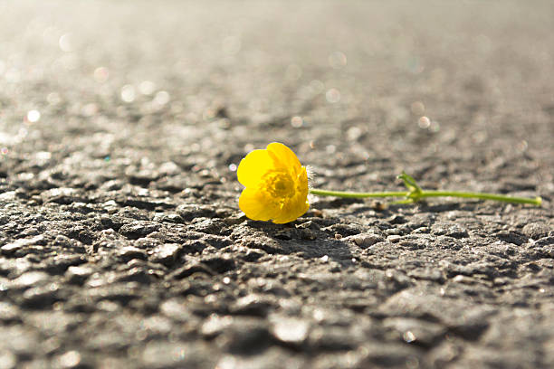 istock Flower On The Road 477248762