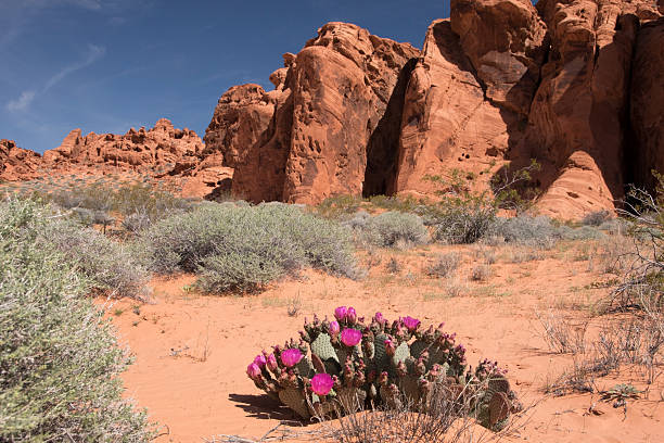 istock Valley of Fire, Nevada, USA 477248796