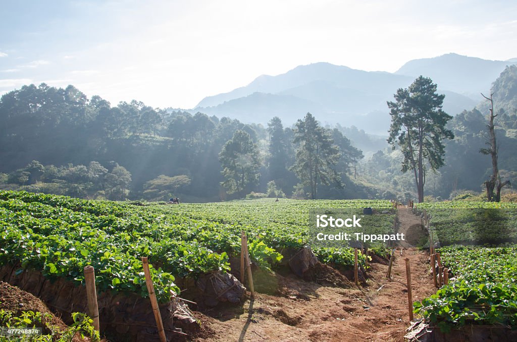 Steps Strawberry Farm. Strawberry field with morning mist and layered mountain as background at Doi Ang Khang, Chiang Mai, Thailand. 2015 Stock Photo