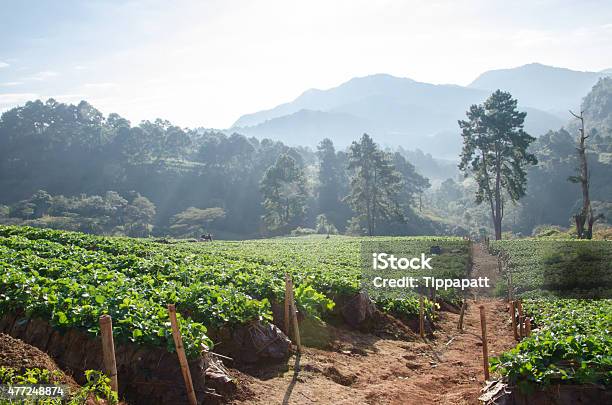 Steps Strawberry Farm Stock Photo - Download Image Now - 2015, Agricultural Field, Agriculture