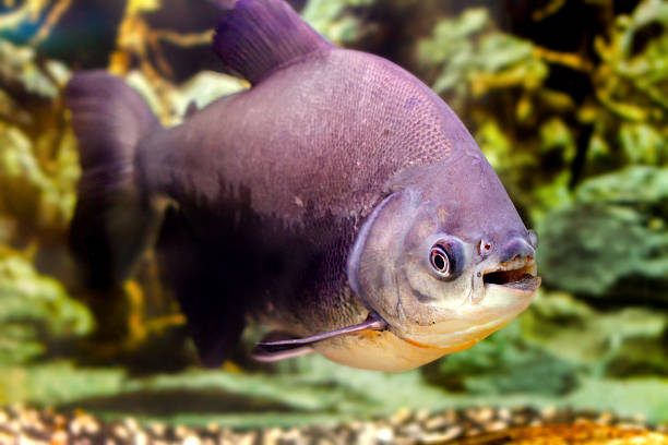 hermoso acuario peces pacup negro - artex fotografías e imágenes de stock
