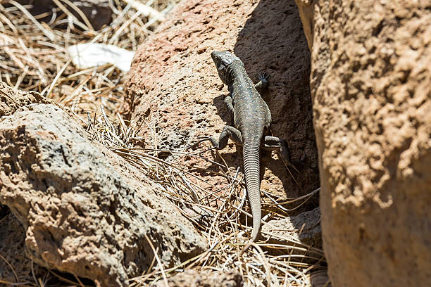 istock Lizard or lacertian reptile 477249814