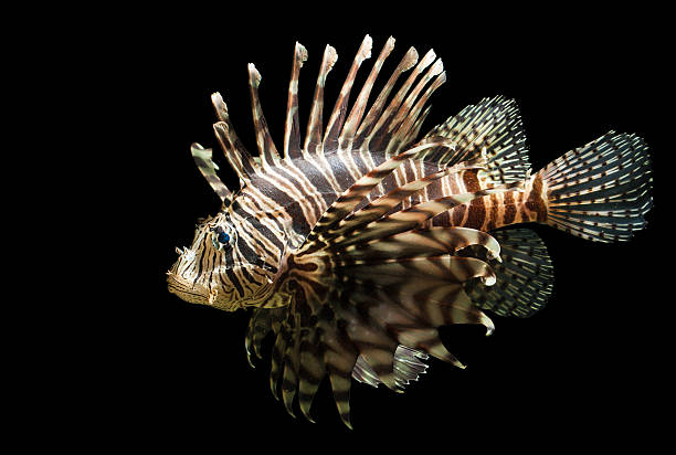 istock Isolated shot of a Lion fish 477250473