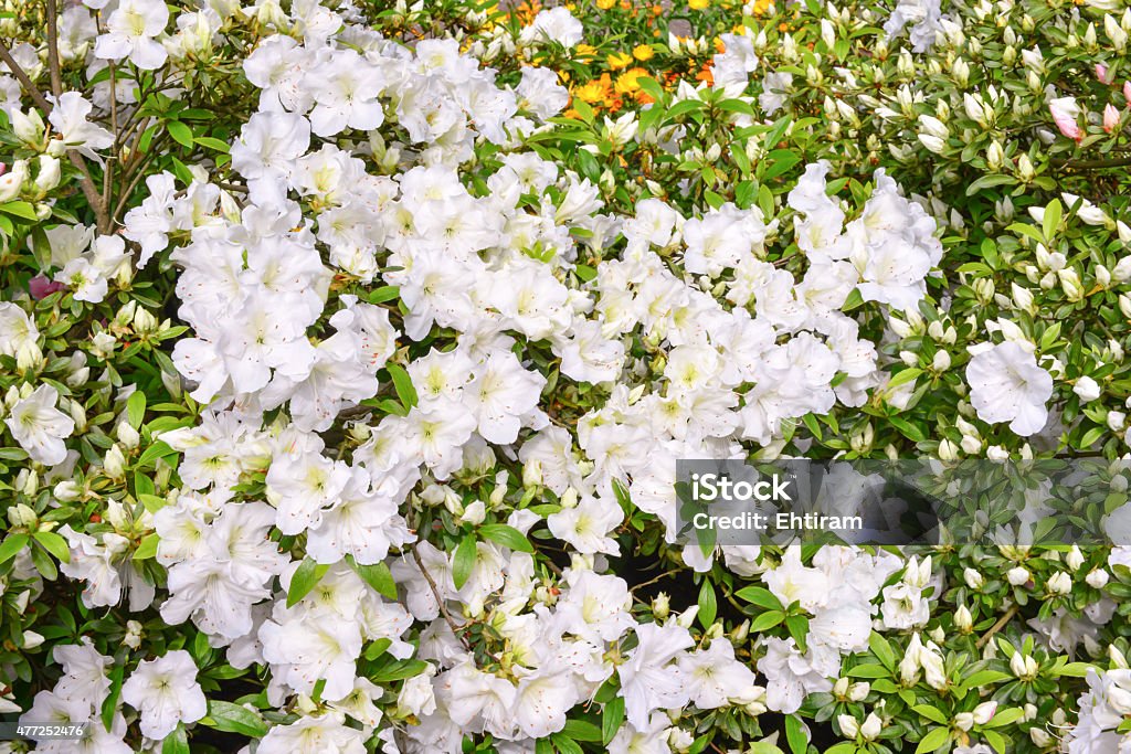 Flowers in the garden Decorative flowers and plants in the garden 2015 Stock Photo