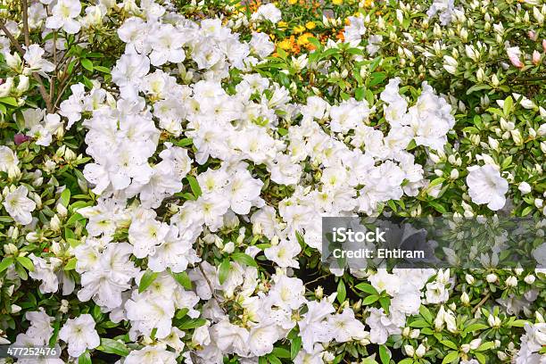 Flowers In The Garden Stock Photo - Download Image Now - 2015, Beauty, Colors