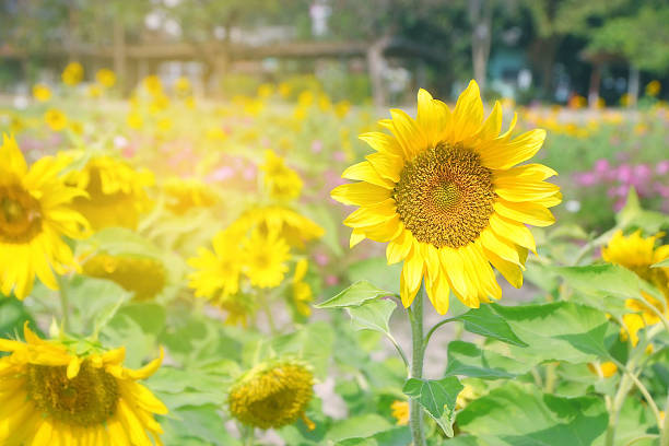 fleur de tournesol - sunflower gold single flower formal garden photos et images de collection