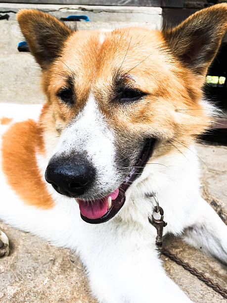 istock Bangkeaw Thai dog 477252912