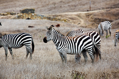 It is so beautiful  to see the zebras roaming free about, on the California Coast.