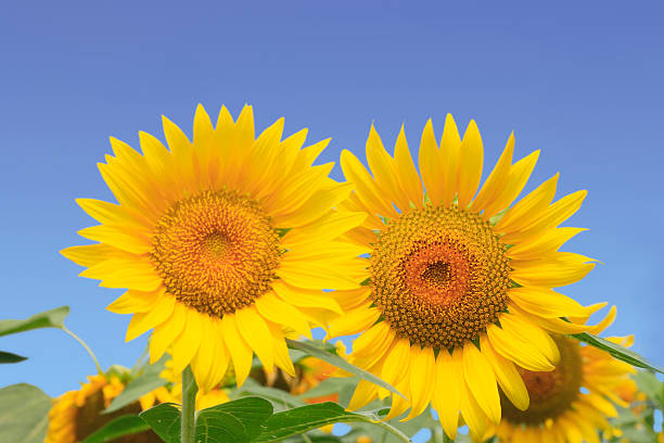 istock sunflowers in the field 477255699