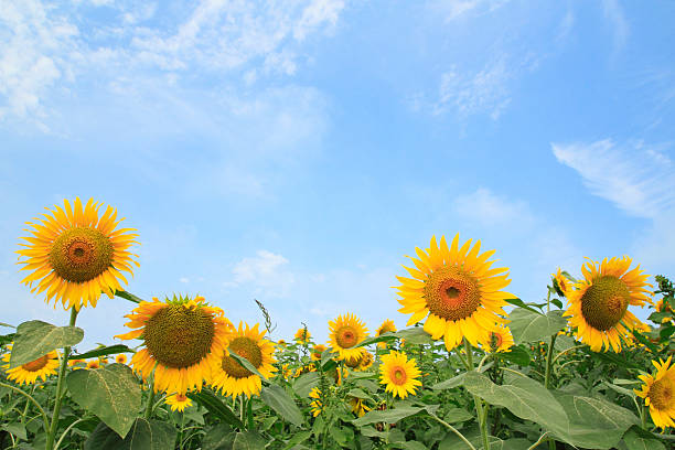 istock sunflowers in the field 477255735