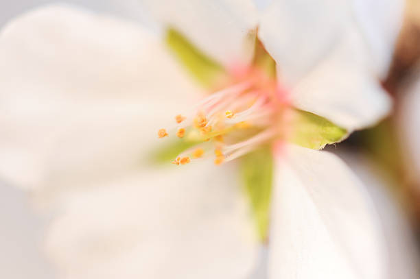 istock Almond flower close up 477255969