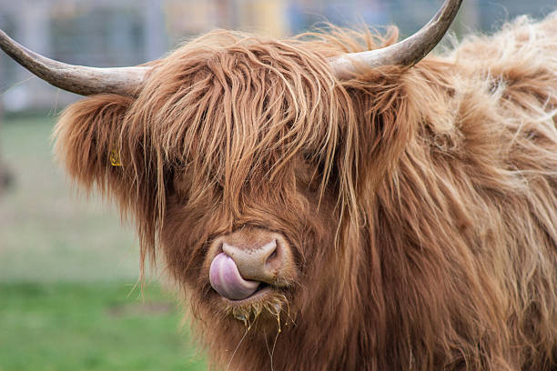 Highland Cow Highland cown with tougue up nose highland cattle stock pictures, royalty-free photos & images