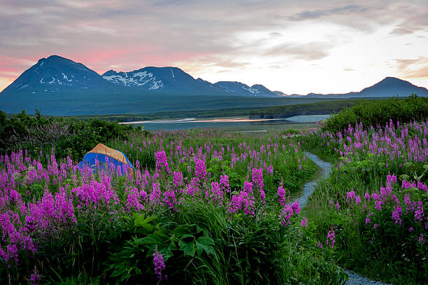 Remote Campsite with Purple Flowers at Sunset stock photo