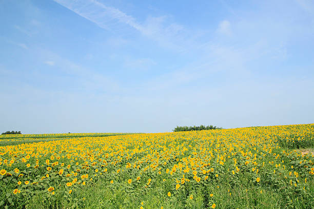 istock sunflowers in the field 477260609
