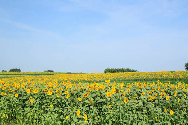 istock sunflowers in the field 477260637