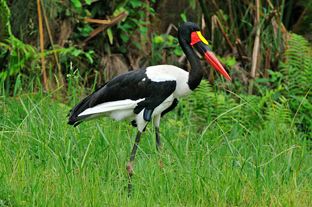 안장부리황새 - saddle billed stork 뉴스 사진 이미지