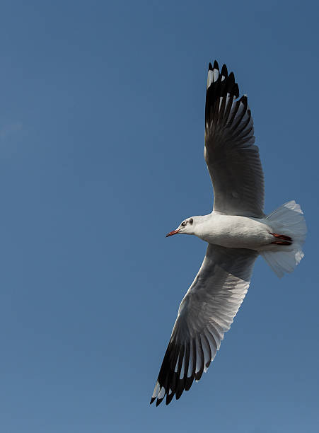 istock flying seagulls in action at Bangpoo Thailand 477262025