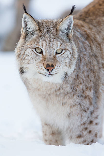 istock Proud lynx standing in the snow 477262189