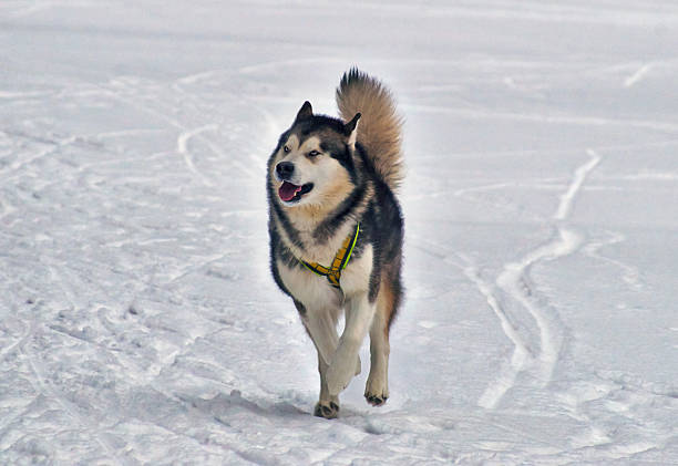 Dogsled - vintage trucks northern Aboriginal now becomes the sport.