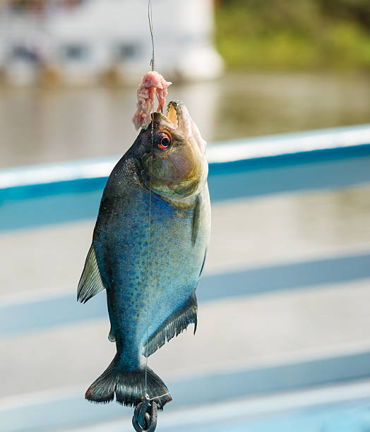 istock Closeup of Piranha Showing Sharp Teeth Caught in Amazon River 477265544
