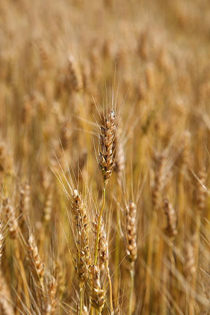 istock Ears wheat in a field as a background. 477265562
