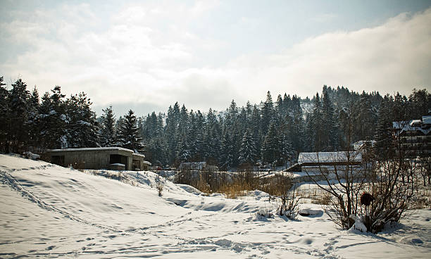 istock Wild Winter Landscape with spruce tree forest covered by snow 477266845