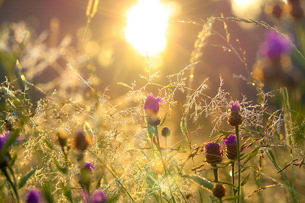 istock blurred  sunrise on a summer meadow 477267924
