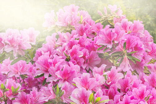 Flowers of Rhododendron (Azalea) after rain at sunset time.