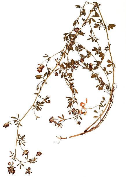 istock dried plant - Medicago sativa 477268216