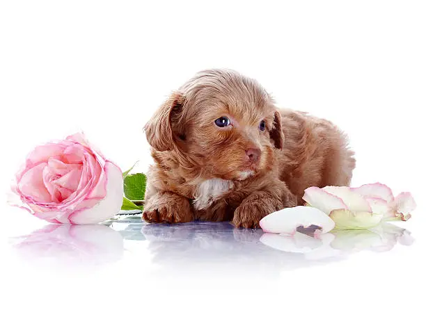 Puppy with a rose.  Puppy of a decorative doggie. Decorative dog. Puppy of the Petersburg orchid on a white background