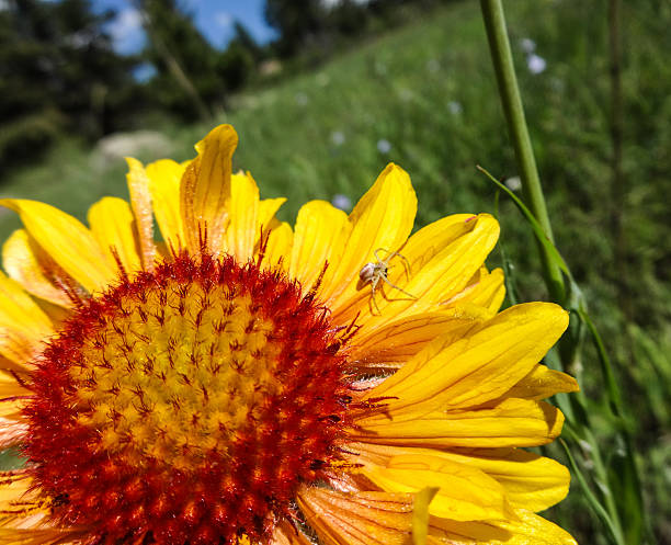 Spider on Alpine Sunflower A small spider on an Alpine Sunflower in Boulder Colorado alpine hulsea photos stock pictures, royalty-free photos & images