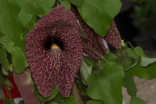 istock Aristolochia gigantea flower 477268926