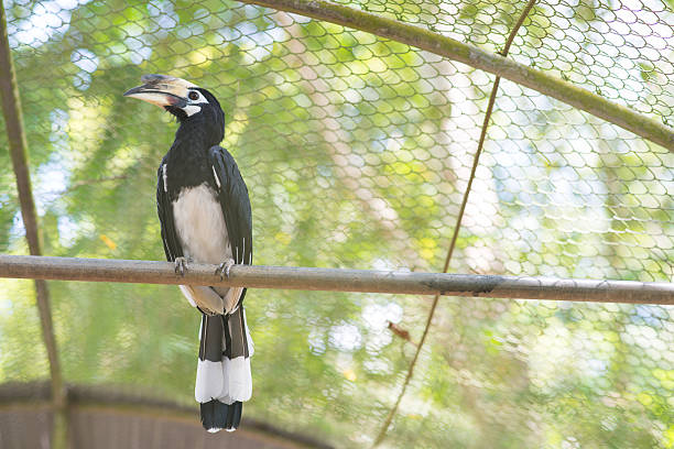 istock Oriental pied hornbill hold on perch 477268928