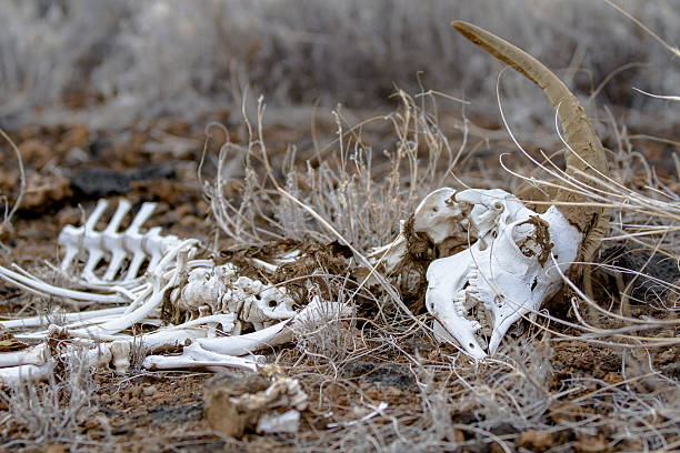 istock Bleached Bones of Goat Skeleton 477269526