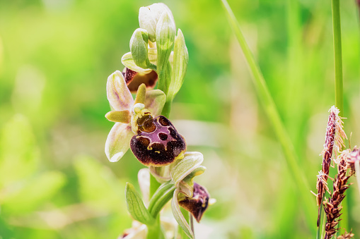 Wild Bumblebee Orchid. Ophrys bombyliflora. Rare endangered spring flower. Mimicry Flower. Macro with very shallow depth of field. Lovely vibrant colors